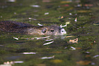 swimming Nutria