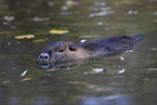 swimming Nutria