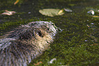 swimming Nutria