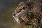 eating Nutria