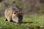 coypu