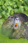 coypu