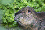 coypu