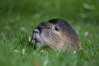 coypu