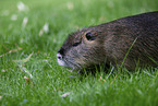 coypu