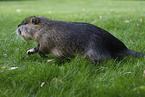 coypu