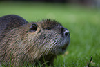 coypu