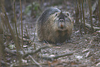 coypu