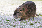 coypu