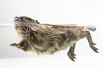 coypu