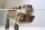 coypu