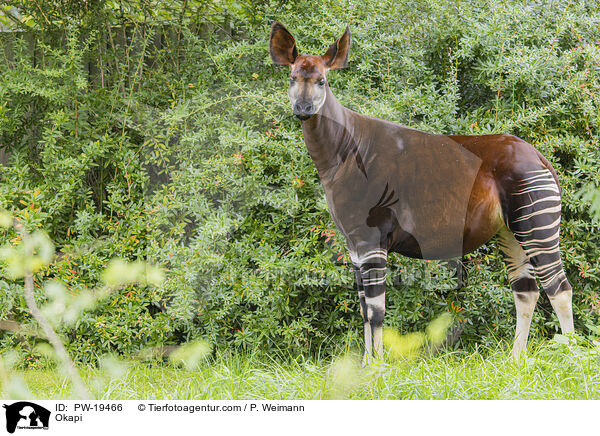Okapi / Okapi / PW-19466