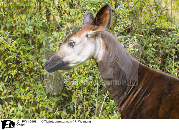 Okapi / Okapi / PW-19468