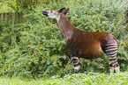 Okapi