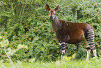Okapi