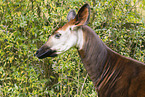 Okapi