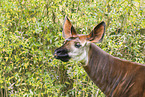 Okapi
