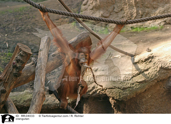 Orang Utan / orangutan / RR-04033