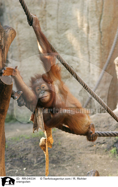 Orang Utan / orangutan / RR-04034