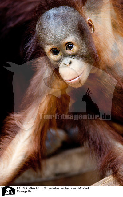 Orang-Utan / Orang-Utan / MAZ-04748