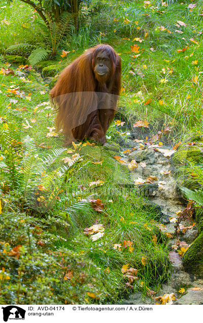 Orang-Utan / orang-utan / AVD-04174