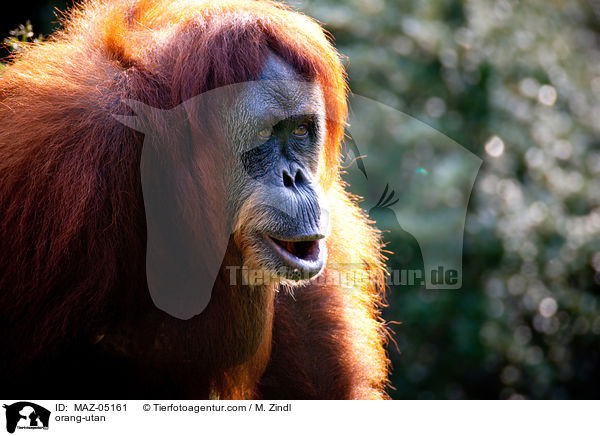 Orang-Utan / orang-utan / MAZ-05161