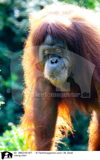 Orang-Utan / orang-utan / MAZ-05167