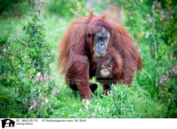 Orang-Utans / orang-utans / MAZ-05170