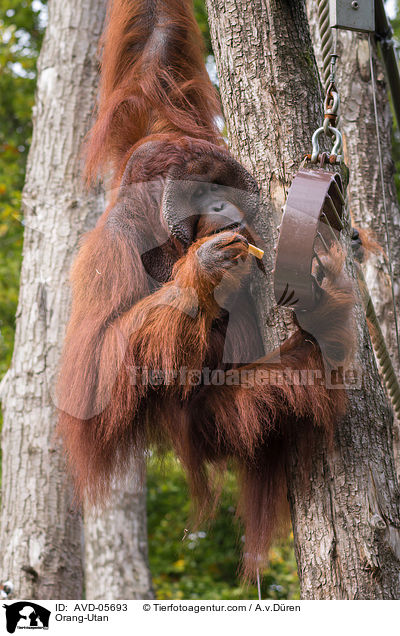 Orang-Utan / Orang-Utan / AVD-05693