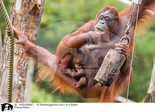 Orang-Utans / Orang-Utans / AVD-05697