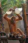 Orang Utan