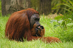 Orang Utan