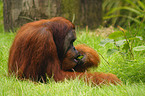 Orang Utan