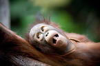 Orang-Utan