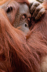 Orang-Utan