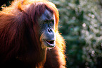 orang-utan