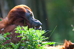 orang-utan