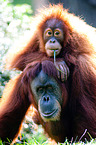 orang-utans