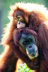 orang-utans