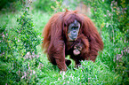 orang-utans