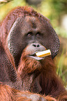 Orang-Utan