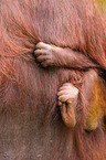 Orang-Utans