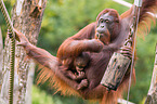 Orang-Utans