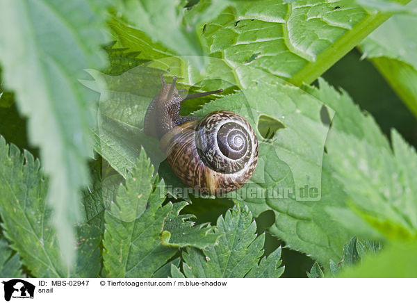 snail / MBS-02947