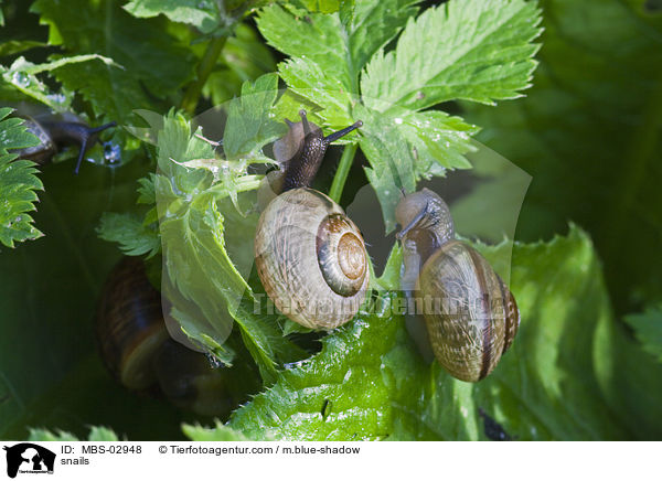 Gefleckte Schnirkelschnecken / snails / MBS-02948