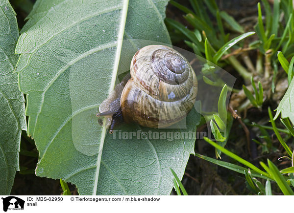 snail / MBS-02950
