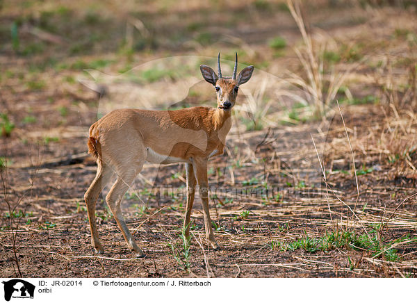 Bleichbckchen / oribi / JR-02014