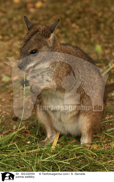 parma wallaby / SG-02054