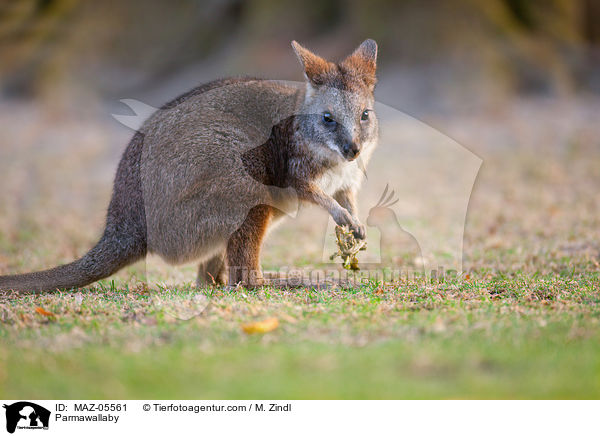 Parmawallaby / MAZ-05561