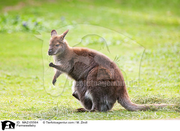 Parmawallaby / MAZ-05564